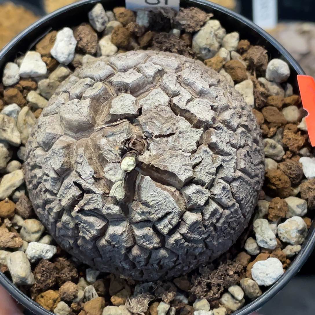 0565龟甲龙6厘米不退换