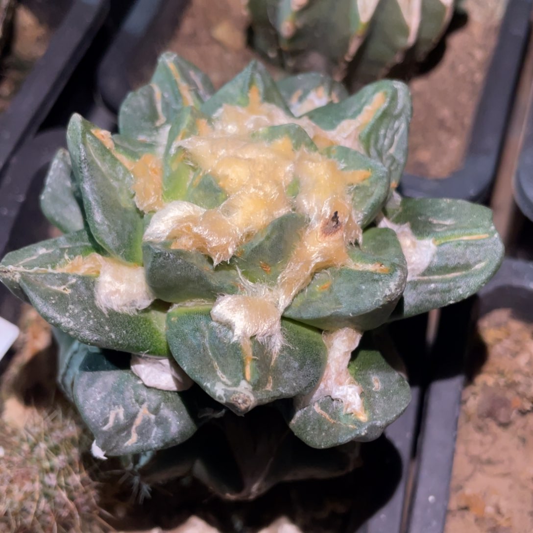 全部花朵龙角龙牙杂614