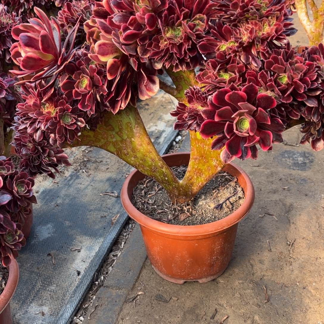 只鲜花，绿植一物一拍