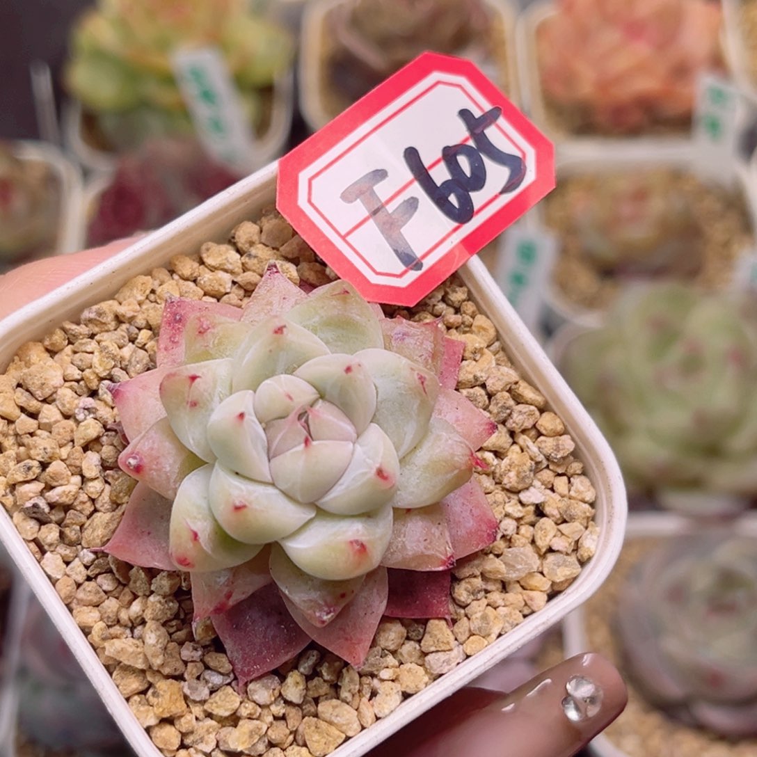 F605 冰山一物一拍