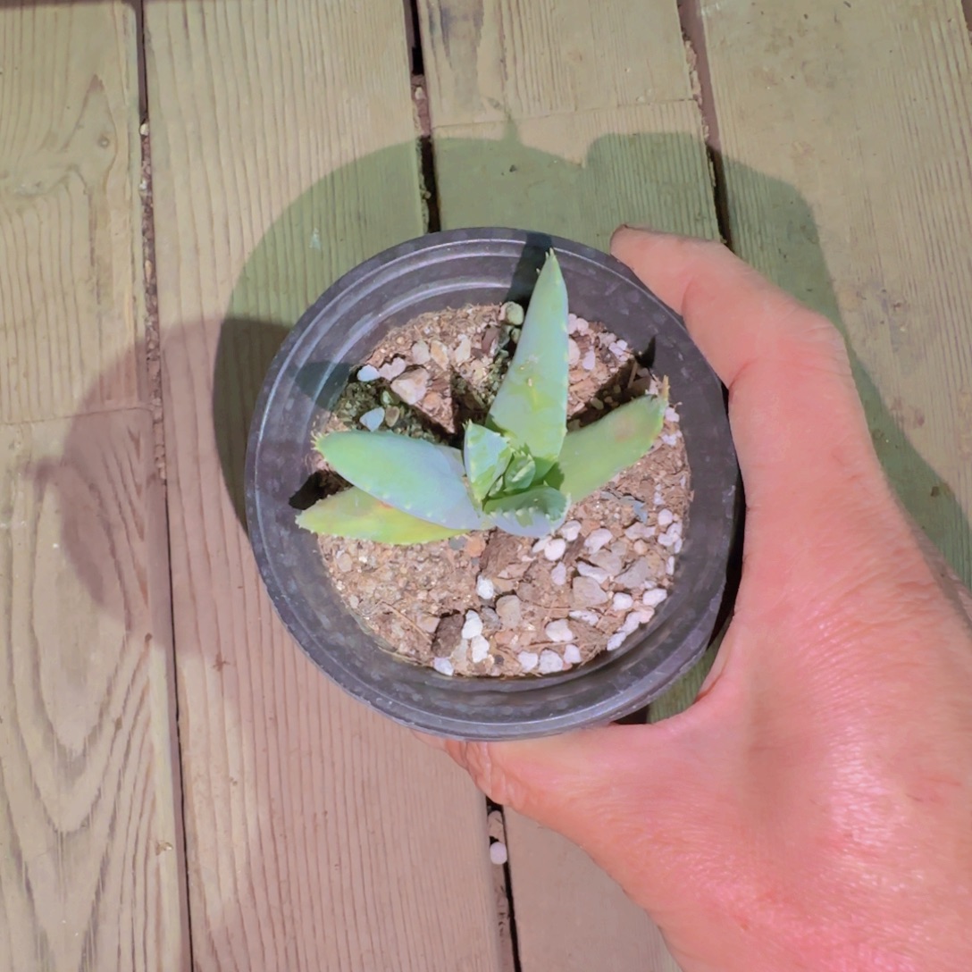 块根植物块根植物