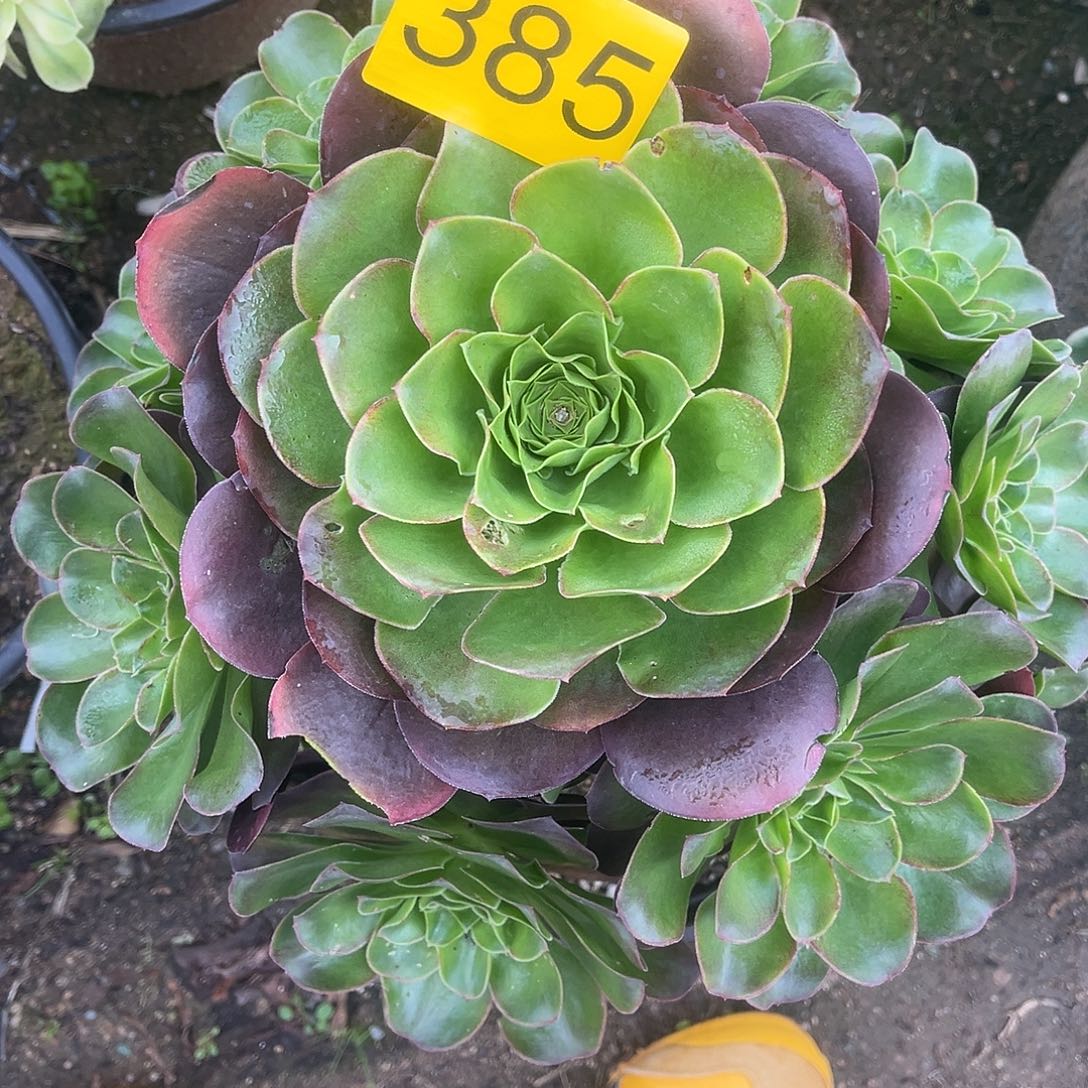 385魅金玫瑰多肉植物多肉