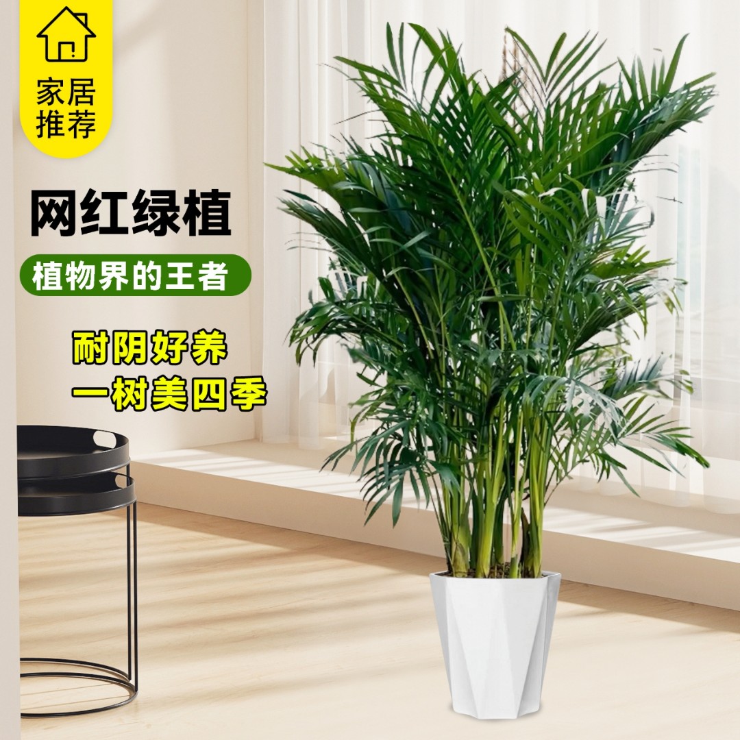 富贵椰子1.8米-2.2米客厅办公室净化空气绿植四季常青好养活乔迁
