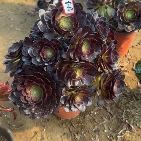 8-66赤焰莲多肉植物