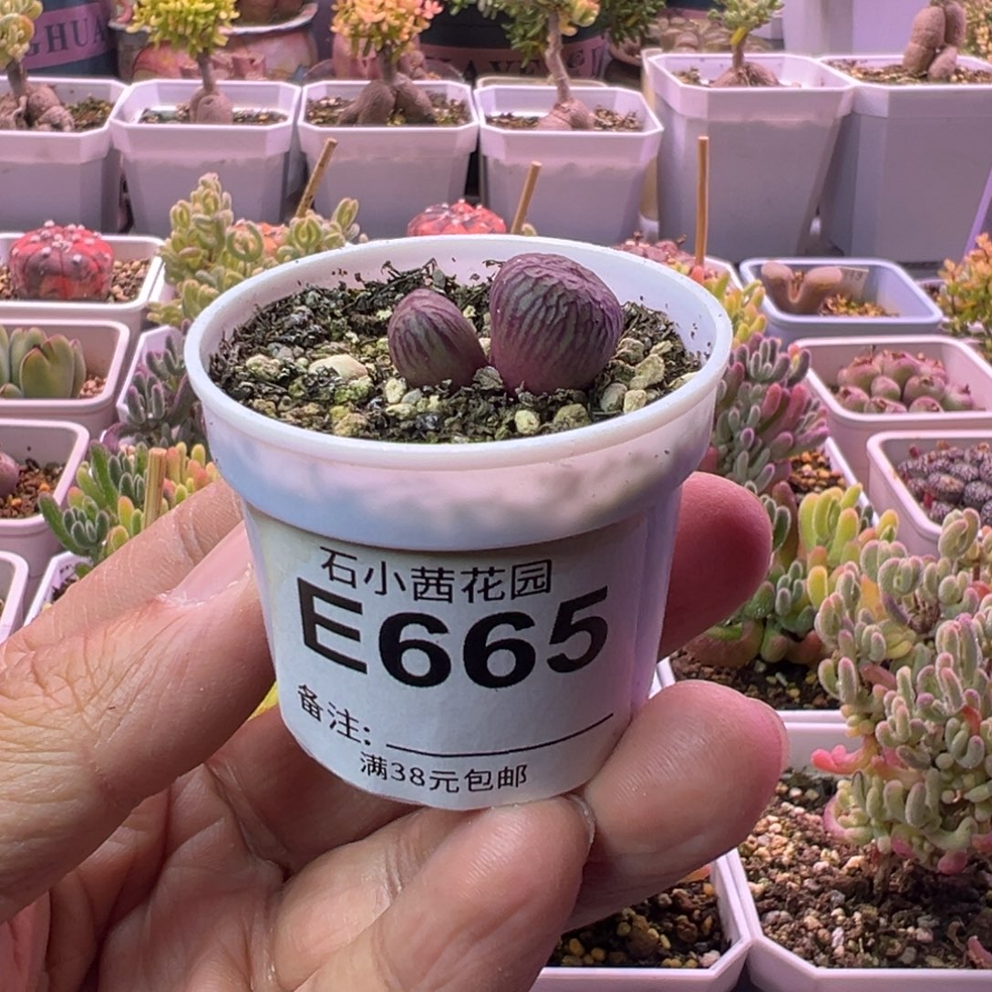 送奶工杂交-多肉植物-665