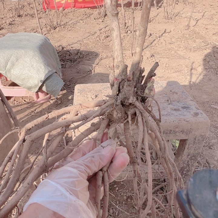 当前无花栽培后可以开花赵粉