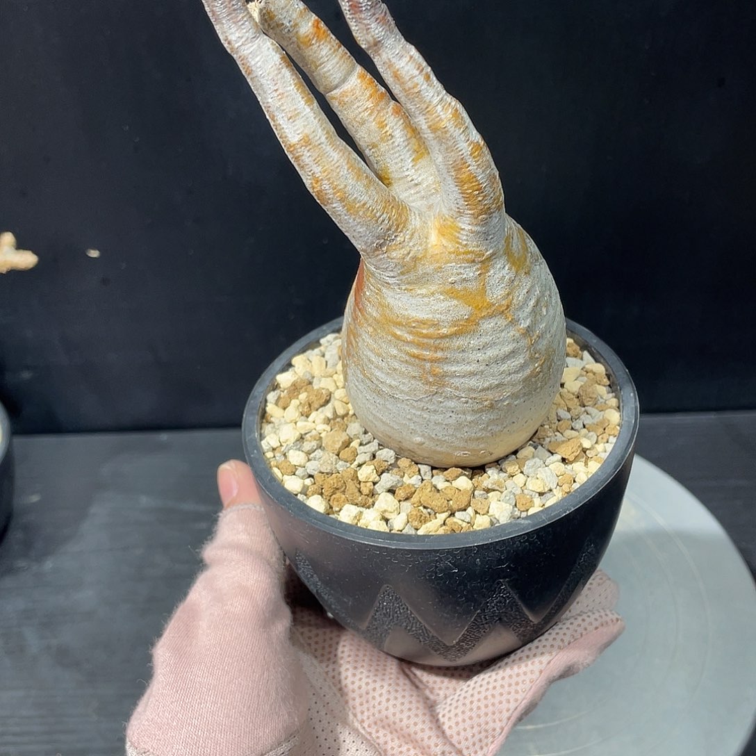 象牙宫老家哈哈哈哈哈