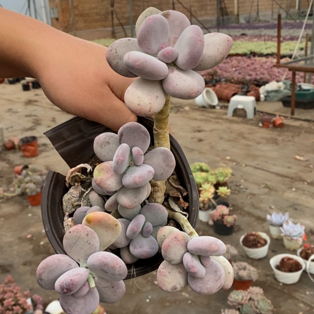 橙雪球三大头起发带仔，160杯