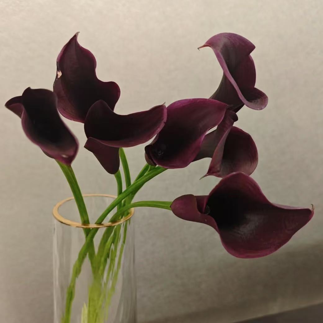 迪拜夜马蹄莲花超多盆栽多年生花卉带花苞发货室内散光易养护