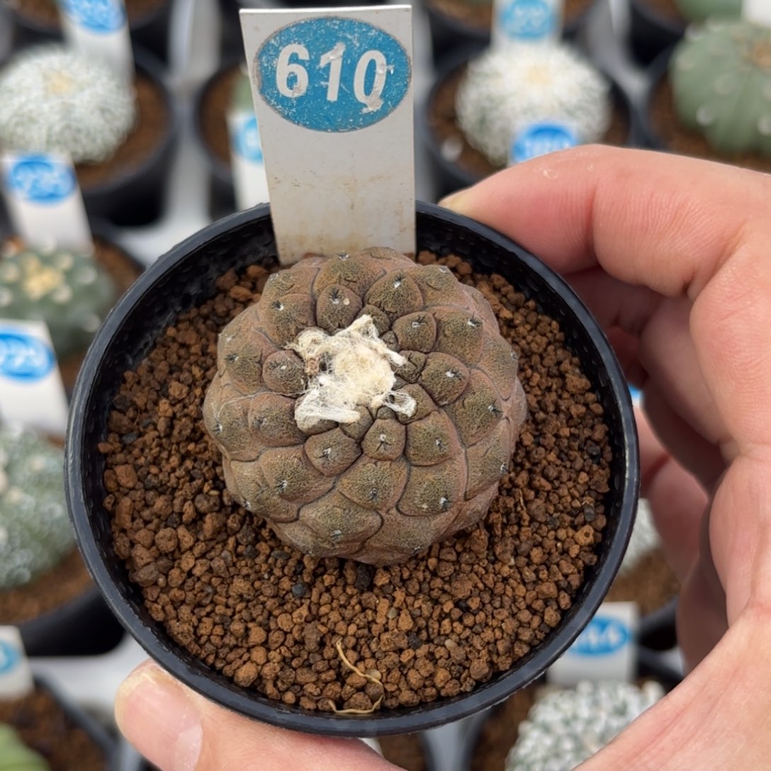 610实生蜥蜴皮带盆带土发货