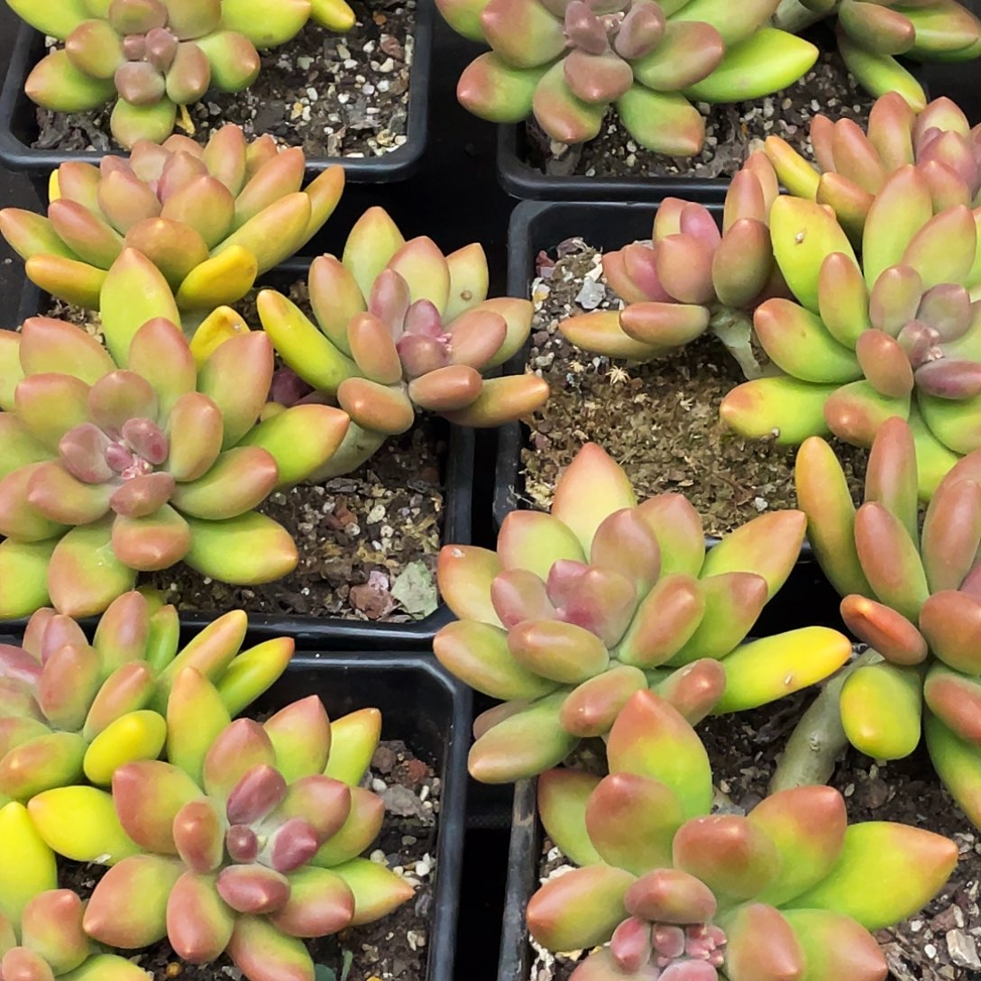 整桩无砍三头长粗腿芒果奶一颗