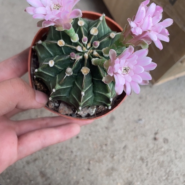 当前无花栽培后可以开花757仙人球开花植物