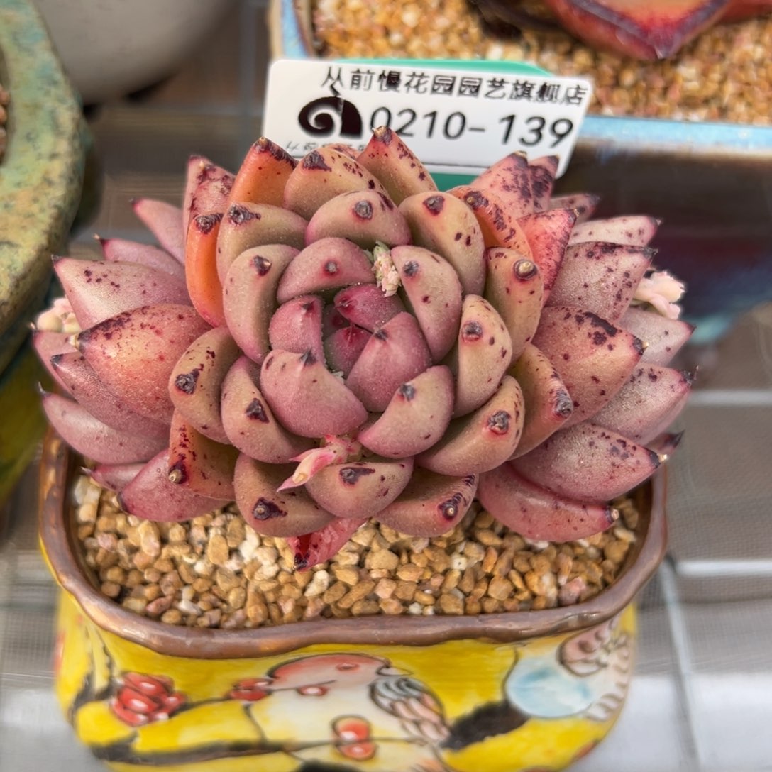 多肉一物一拍0210-139