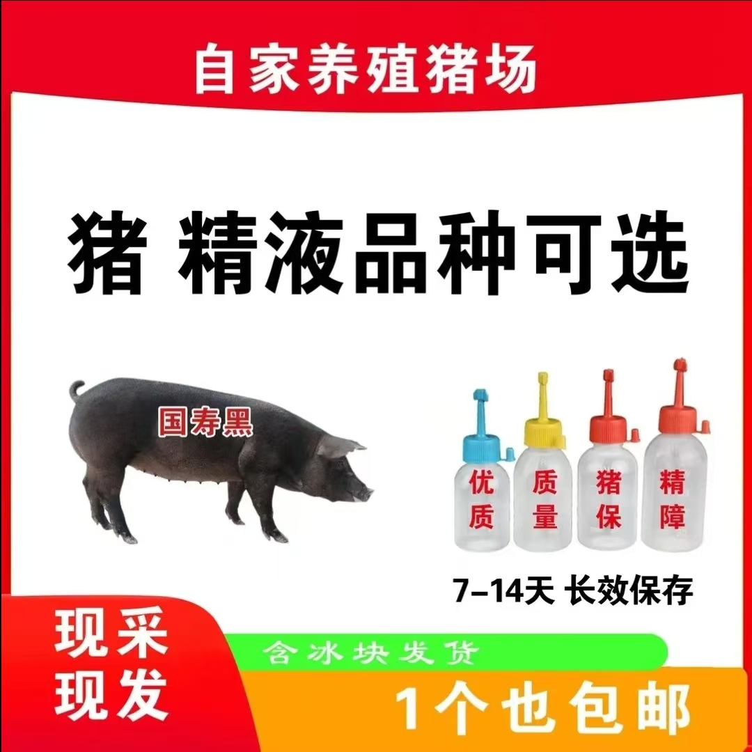 原种国寿黑金刚黑猪种公精液及一次性输精管养殖场适用优质耗材