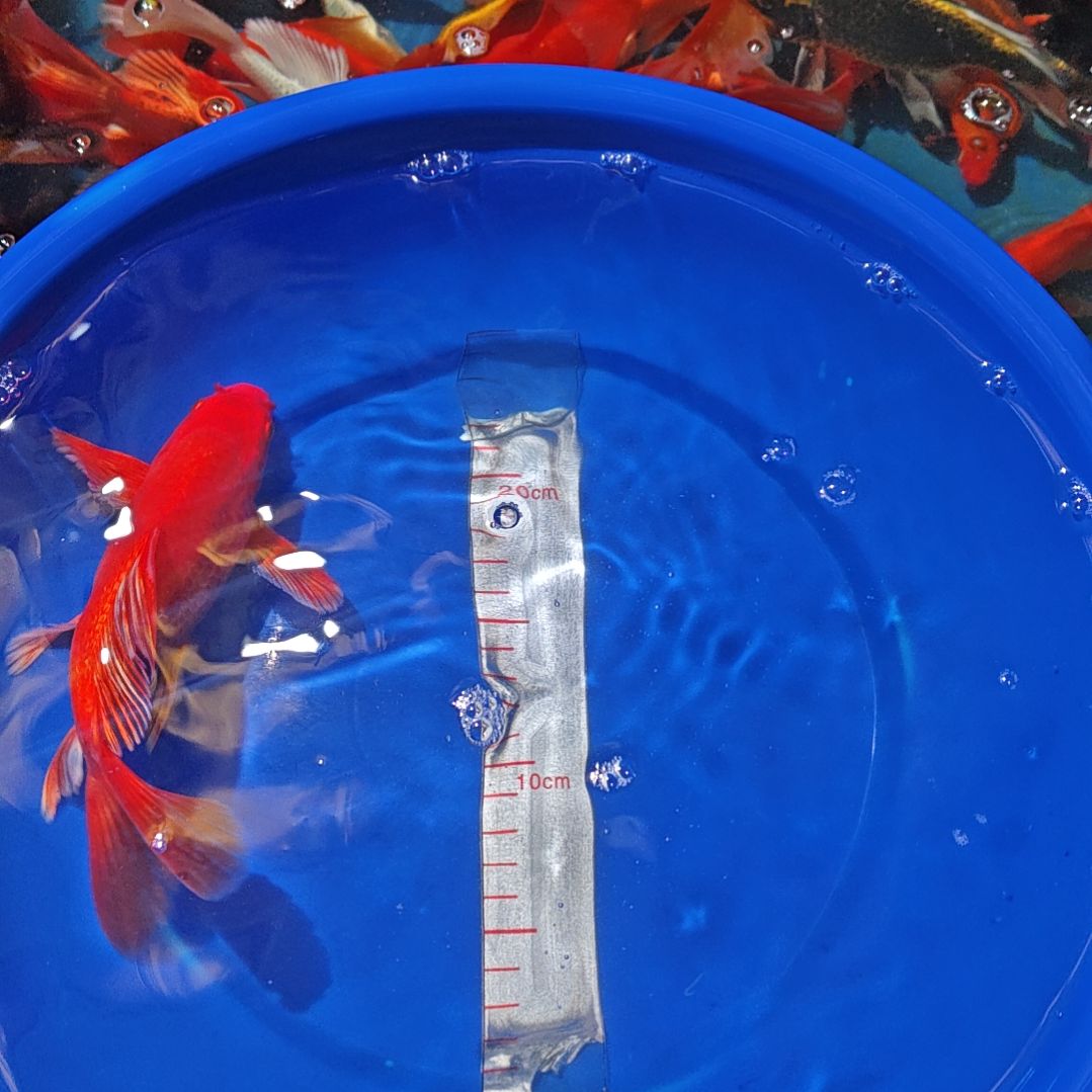 中国大陆冷水观赏鱼蝴蝶鲤