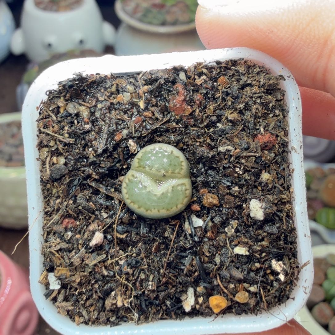 多肉植物和植物的677