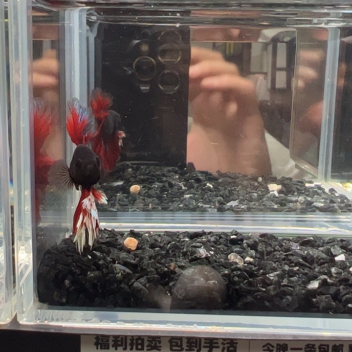 斗鱼竞拍跑单拉黑2日