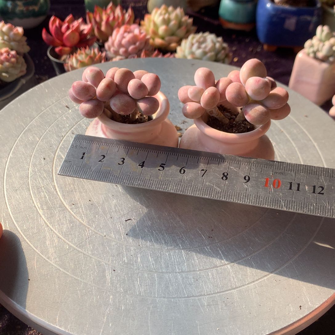 2颗偏远地区不包邮的