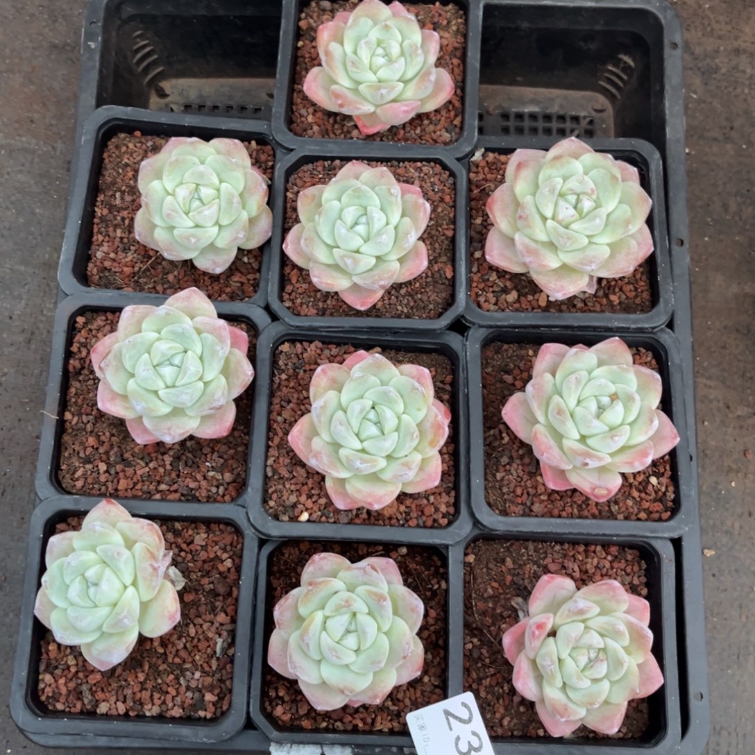 漪***漪230号新疆西藏内蒙古不包邮