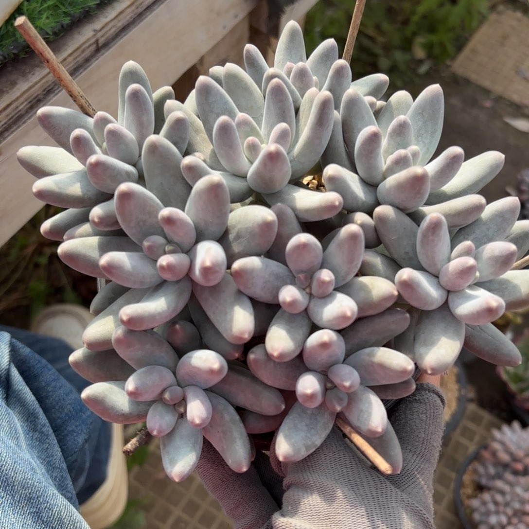 乌拉奶多肉88888888088