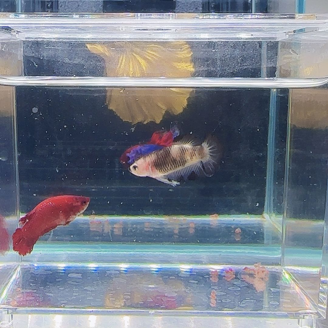 斗鱼活体观赏鱼好养耐活