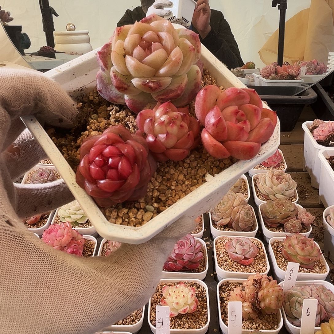 糖心拼盘一物一拍678