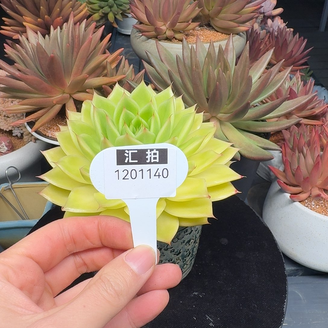 精品多肉植物1201140