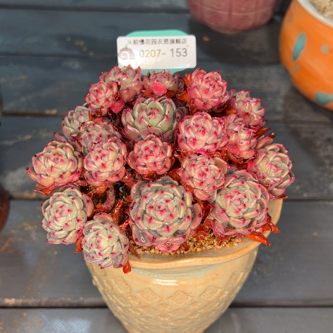 从前慢多肉精选编号0207.153