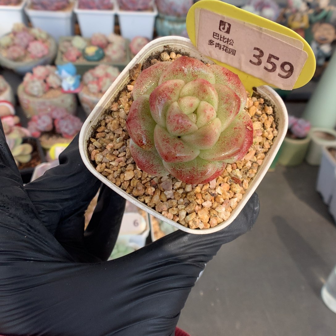 359 冰玉石化多肉