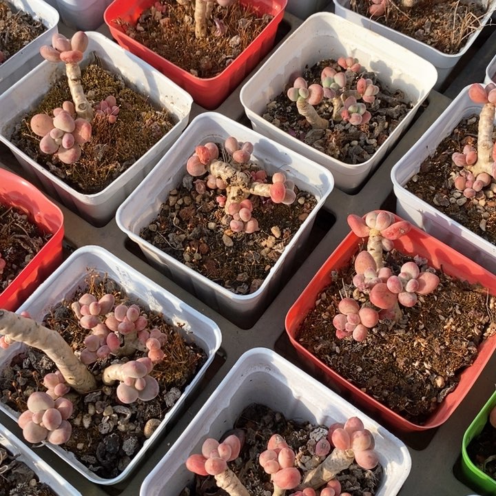 66苹果奶不售后 福利多多