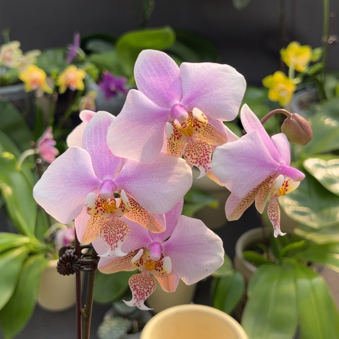 完全开放2.5寸23pu开花株