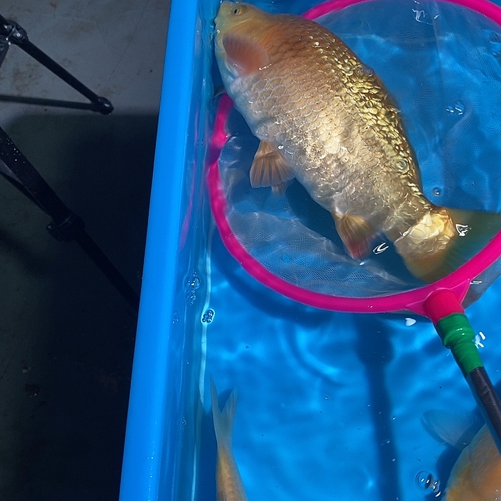 锦鲤纯种血统锦鲤鱼