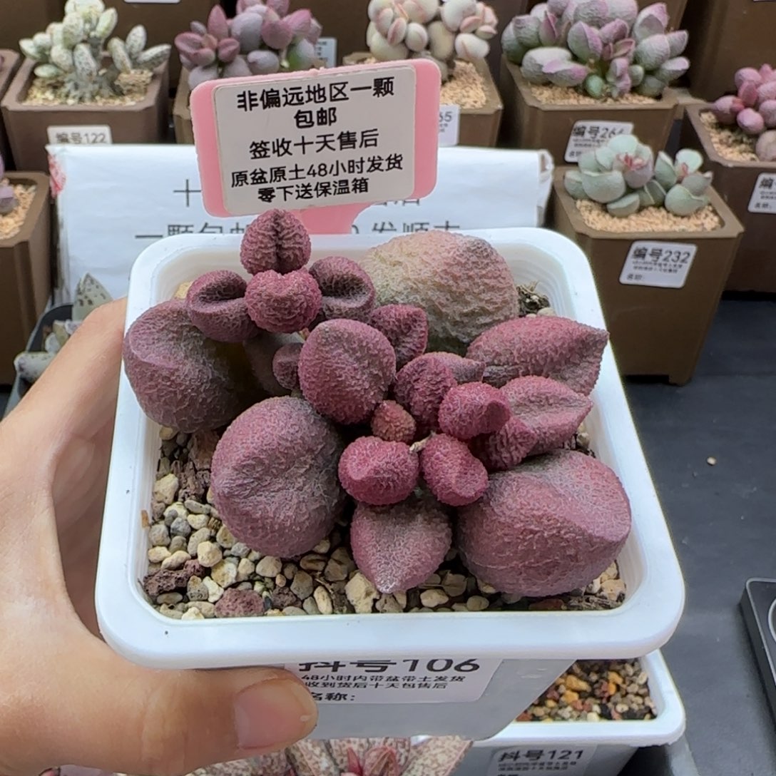 106水蜜桃多肉植物