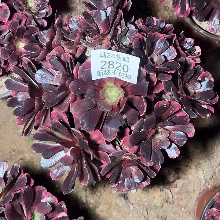 2820爱神多肉植物