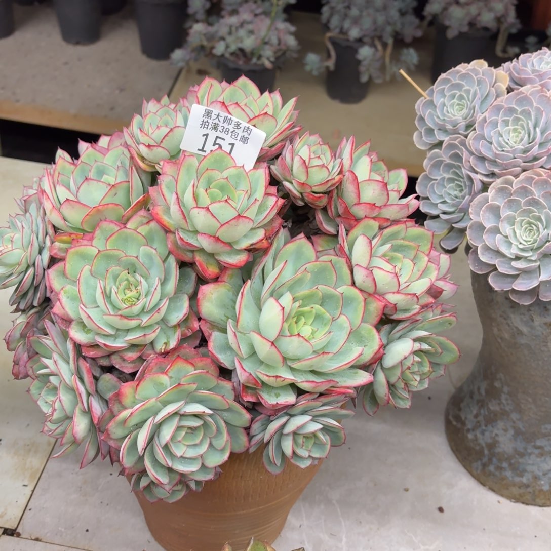 徐***吉黑大帅多肉151牡丹亭