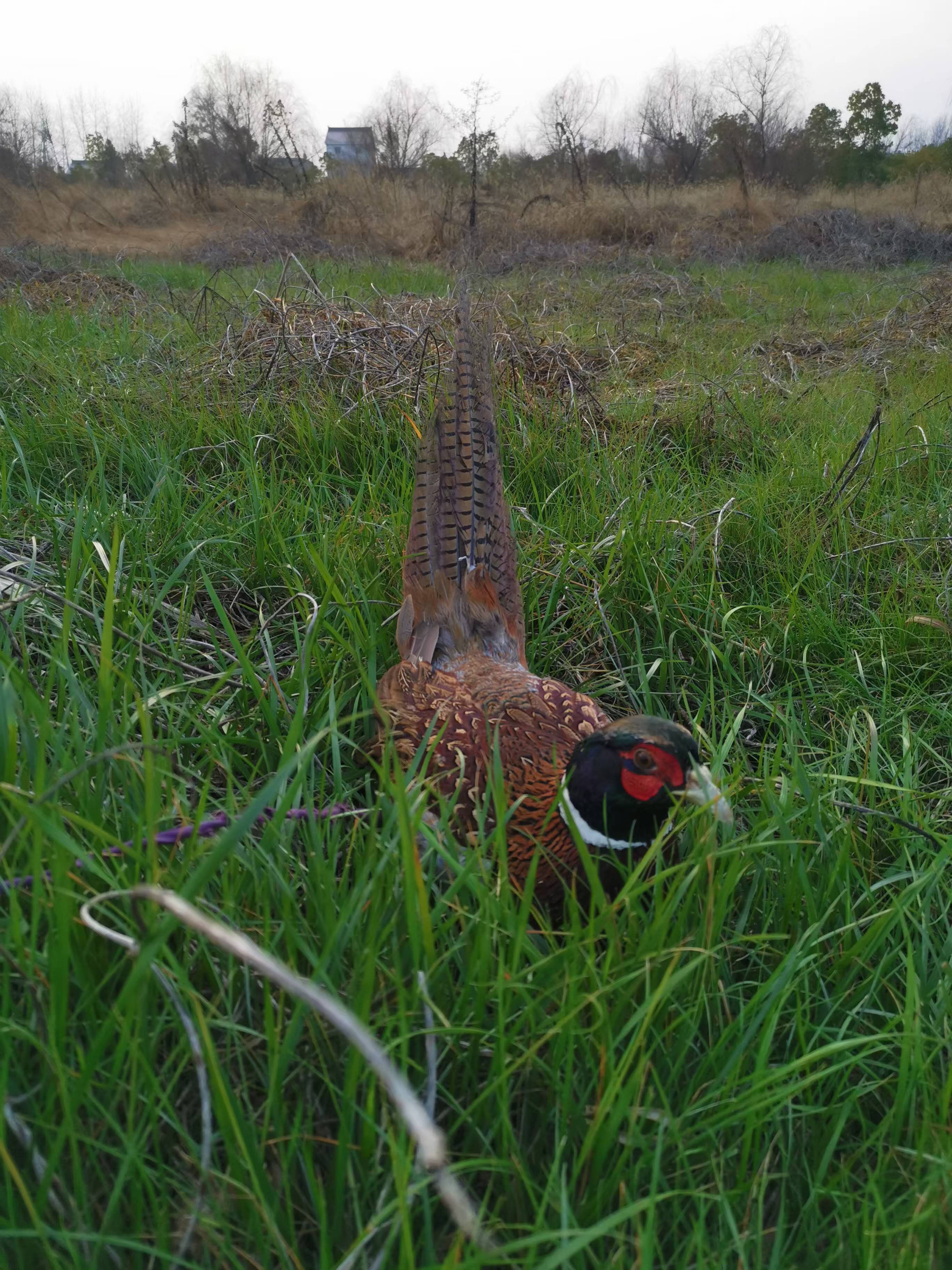 七彩山鸡，一公一母野鸡走地鸡 山鸡