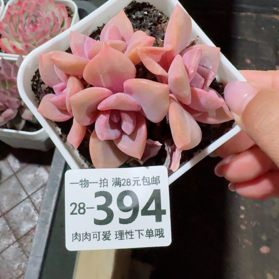 彩虹糖多肉无盆土发货无盆