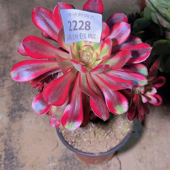 2228香奈尔多肉植物