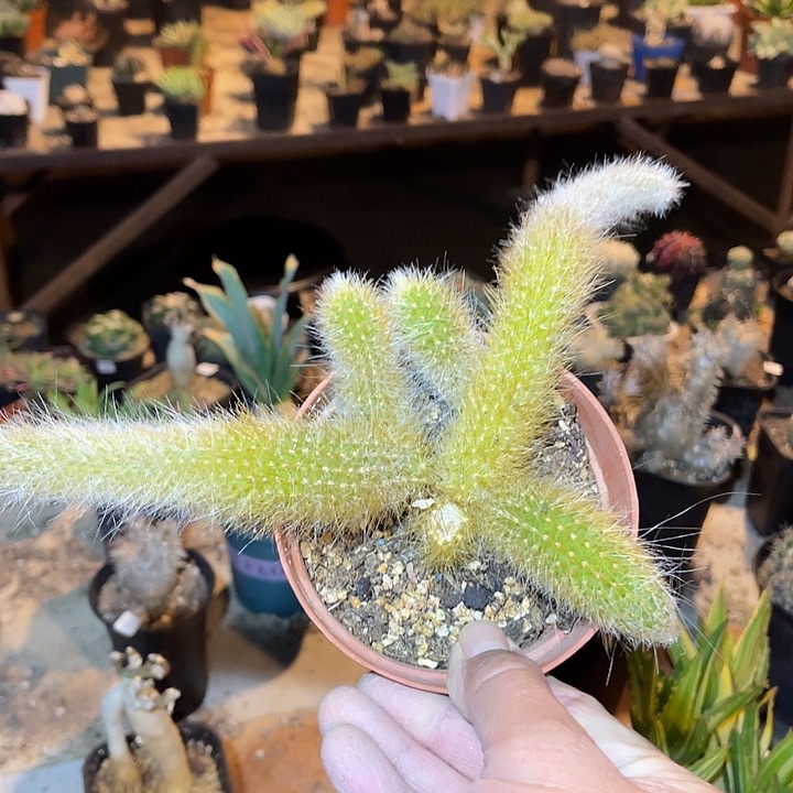 满38包邮2天凑单，脱土晾根发货多肉植物