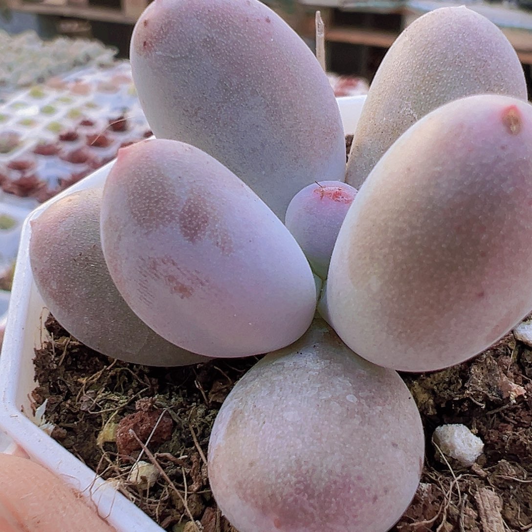 米可奶19包邮多肉