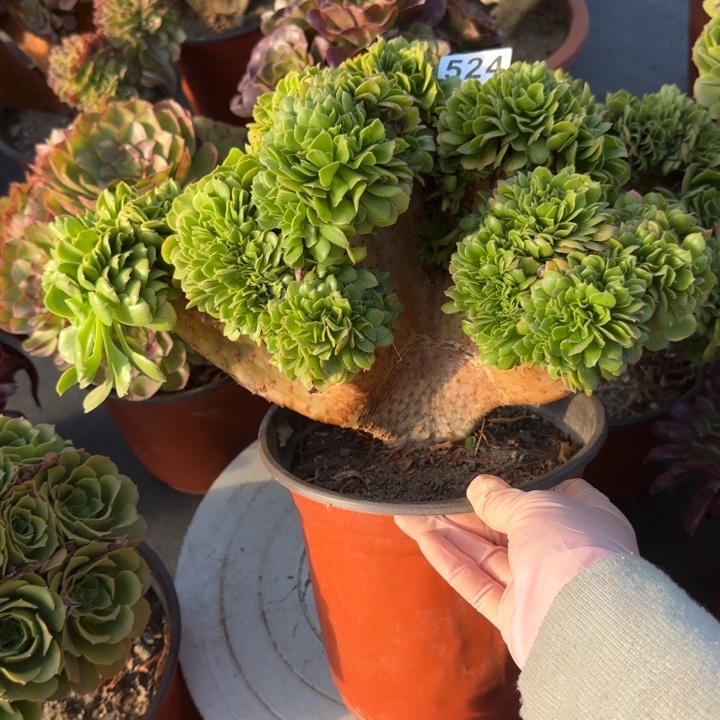多肉植物绿羊绒524