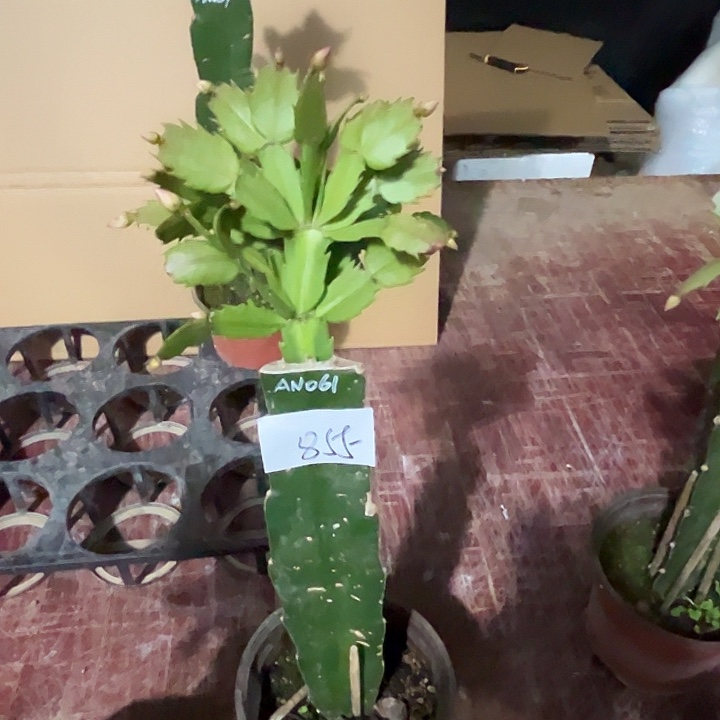 完全开放855AN061