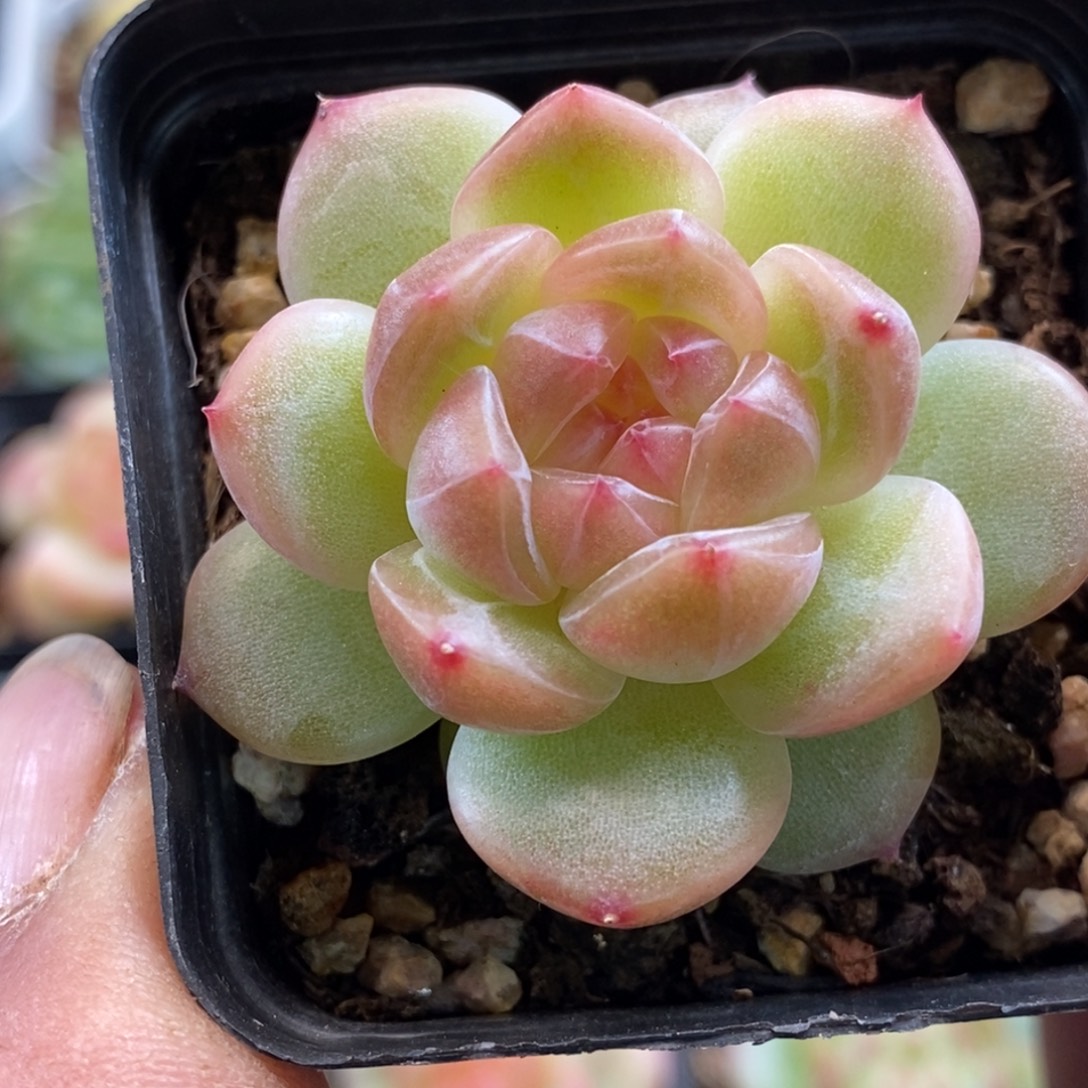 天官赐福百无禁忌