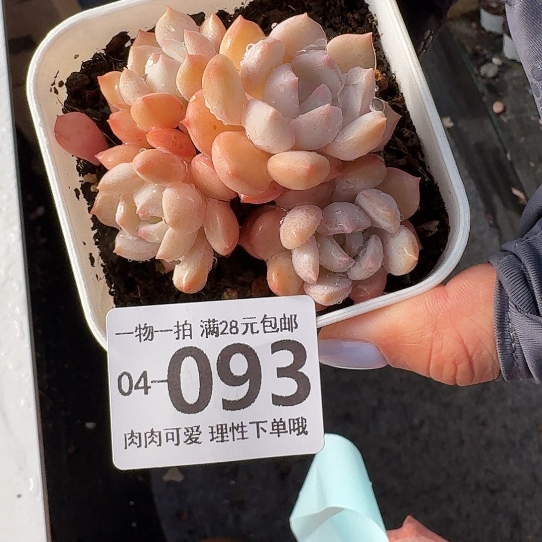 蜜桃格林无盆土发货无