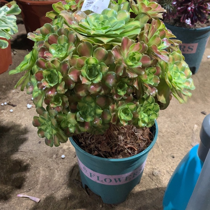 保***姨286韶华多肉植物特价