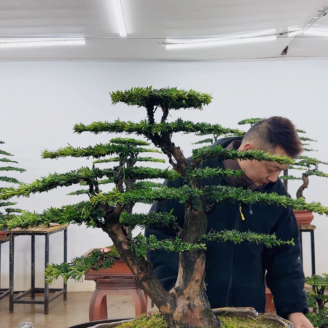 嘉**设盆景制作过程非常