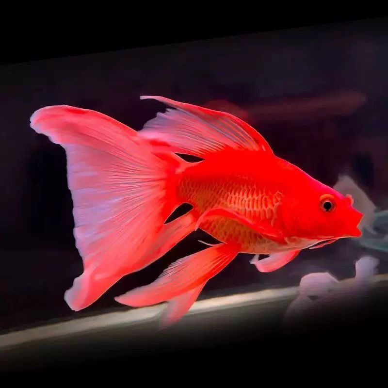 红色短身蝴蝶鲤球体大鳍大尾冷水好养耐活观赏鱼苗活体