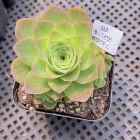 919 裸根不带土发货福利