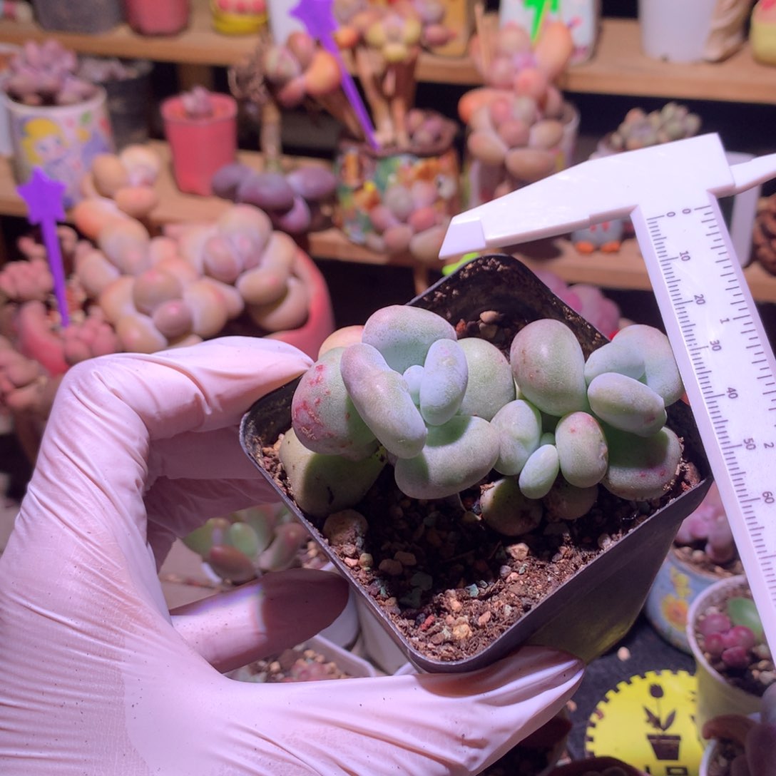 油煎奶酪多肉油煎奶。