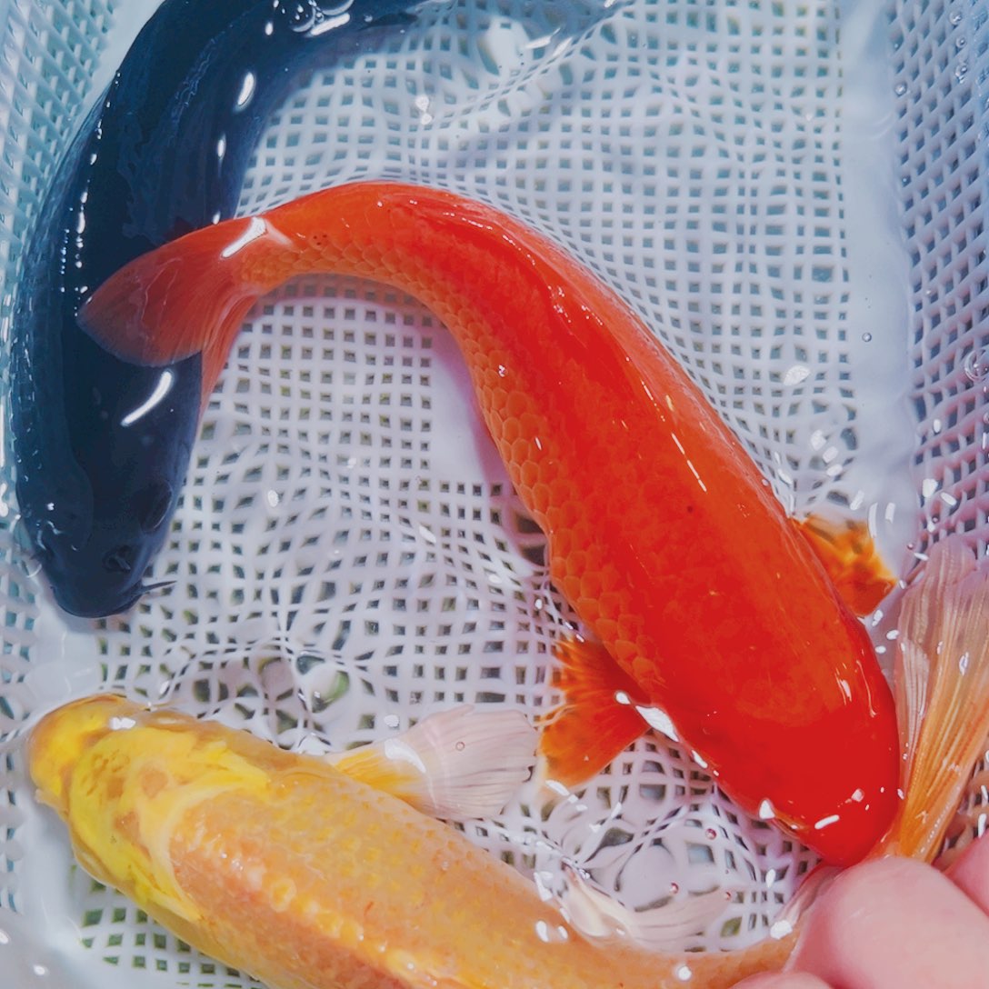 海水鱼锦鲤观赏鱼